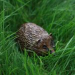 Eric - bronze hedgehog by Margie Rome