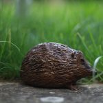 Eric - bronze hedgehog by Margie Rome