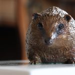 Eric - bronze hedgehog by Margie Rome